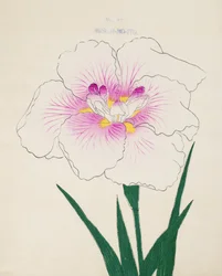 Misuji-no-Ito, no.17, 1898