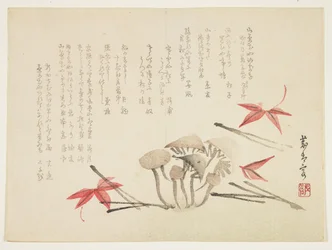 Mushrooms, Maple Leaves and Pine Needles