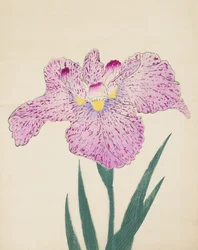 Tanka-No-Koe, No. 15