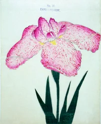 Tanka-no.-Koe, no. 15, 1898