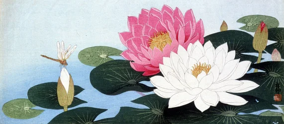 Water lilies and dragonfly - Japanese print
