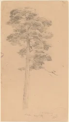 Pine Tree