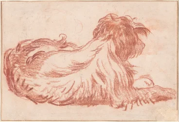 A Dog