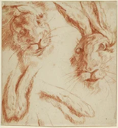 Studies of Hares: Two Heads and Two Pairs of Paws