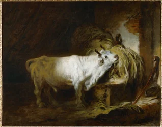 The white bull in the stable