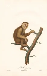 Barbary Macaque