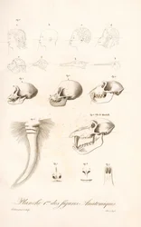 Comparative Primate Anatomy, First Plate