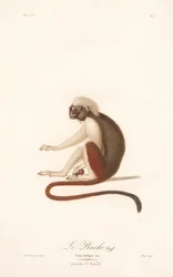 Cotton-top Tamarin