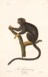 Golden-handed Tamarin