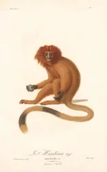 Golden Lion Tamarin