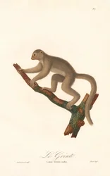Gray Mouse Lemur