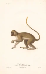 Green Monkey