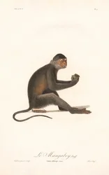 Grivet Monkey