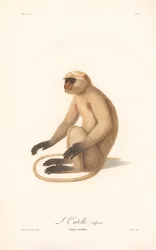 Hanuman Langur