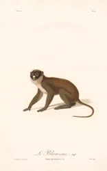 Lesser Spot-nosed Monkey