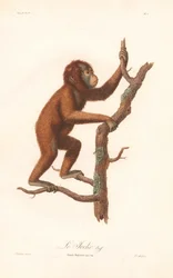 Orangutan