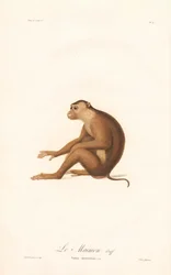Pig-tailed Macaque