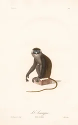 Red-tailed Monkey (Simia ascanius)