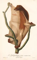 Red Flying Lemur