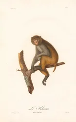 Rhesus Macaque