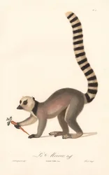 Ring-tailed Lemur (Lemur catta)