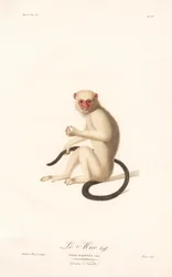 Silvery Marmoset