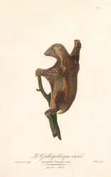 Spotted Flying Lemur