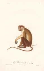 Toque Macaque