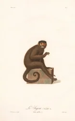 Variant of the Tufted Capuchin