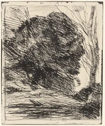 Trees on a Mountainside