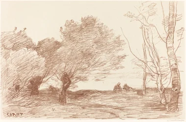 Willows and White Poplars