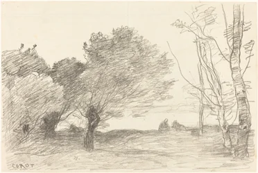 Willows and White Poplars