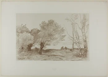 Willows and White Poplars