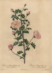 Pink Burnet rose, Rosa pimpinellifolia