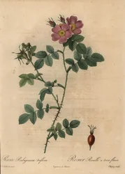 Pink Sweetbriar Rose, Rosa Rubiginosa