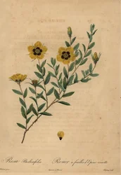 Yellow rose, Rosa berberifolia