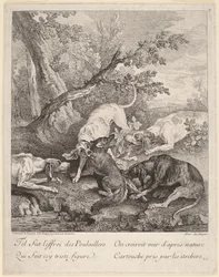 A Fox Attacked by Dogs