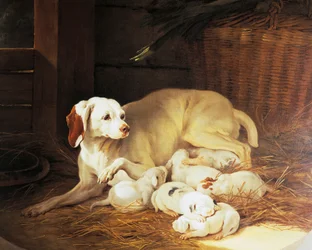Bitch nursing puppies (detail)