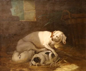 Bitch Nursing Her Puppies