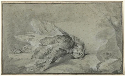 Dead Woodcock (Scolopax rusticola)