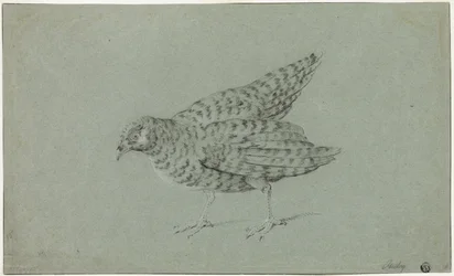 Partridge