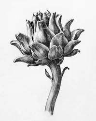 Artichoke
