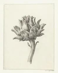 Artichoke