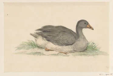 Duck, to the right
