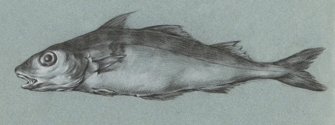Fish Green