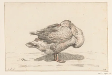 Goose