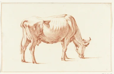 Grazing Cow, Facing Right