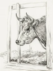 Head of a Cow