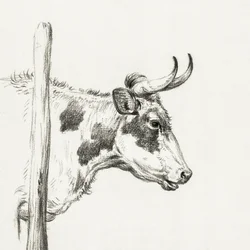 Head of a Cow, To the Right
