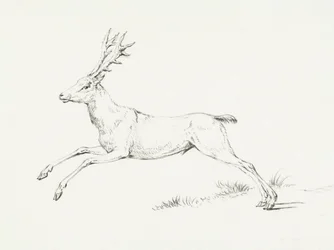 Jumping Deer